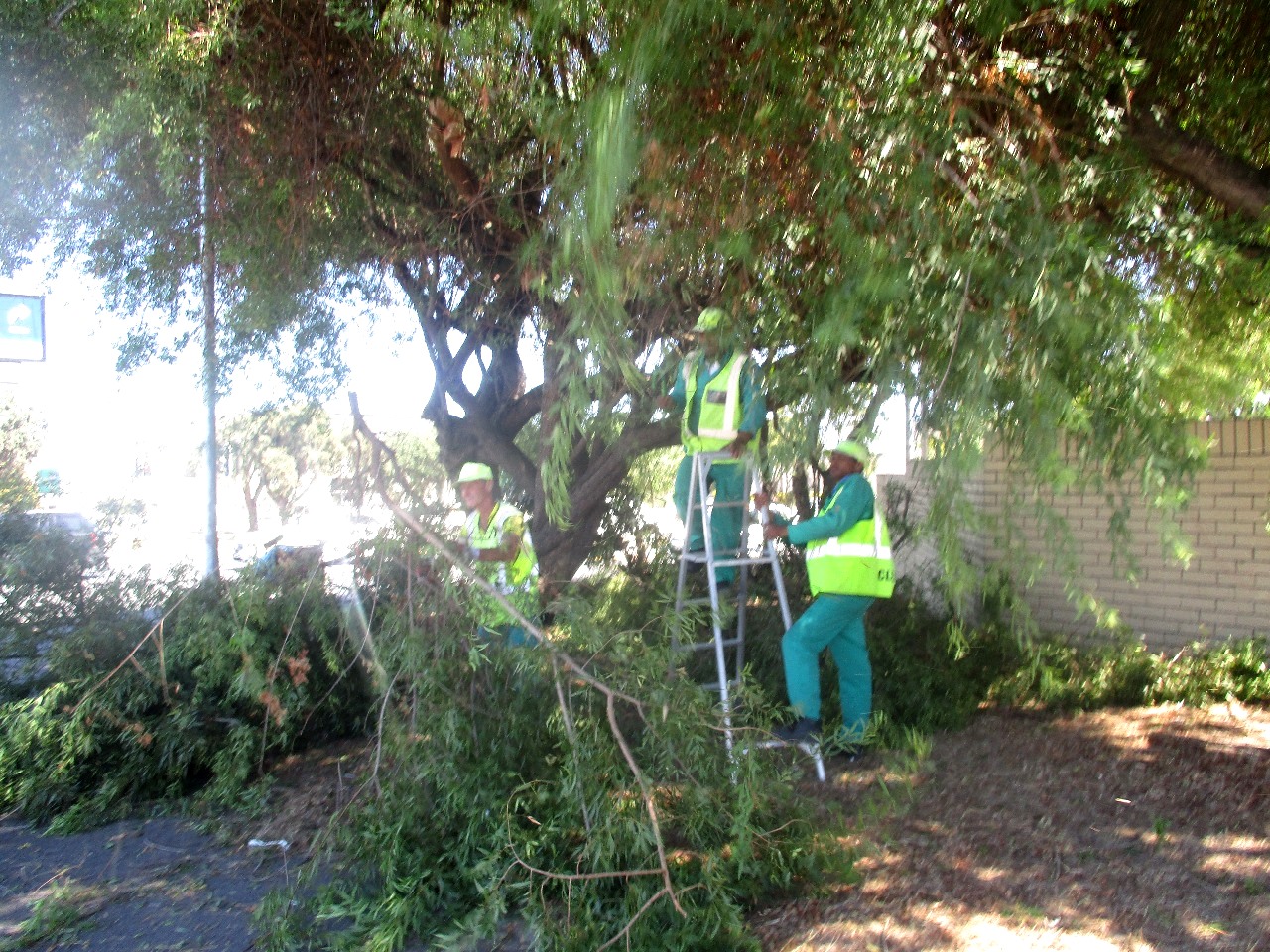 cutting of overhanging branches 2